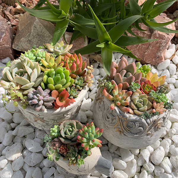 Ny Paradisa アレンジメント 多肉植物のリースなど