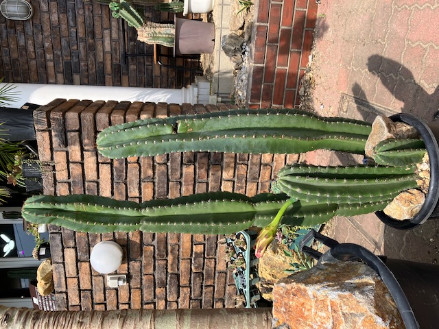 7越冬済まとめ買い割引OK 柱サボテン 鬼面角 5頭発根済み サボテン